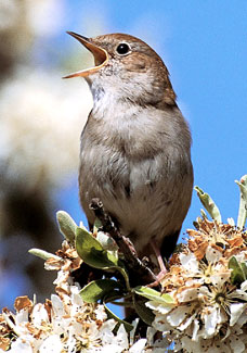 041nightingaleDM_228x325